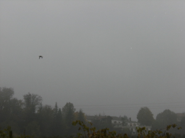  Campagna di Novi, 02  Novembre 2009, ore 16,13